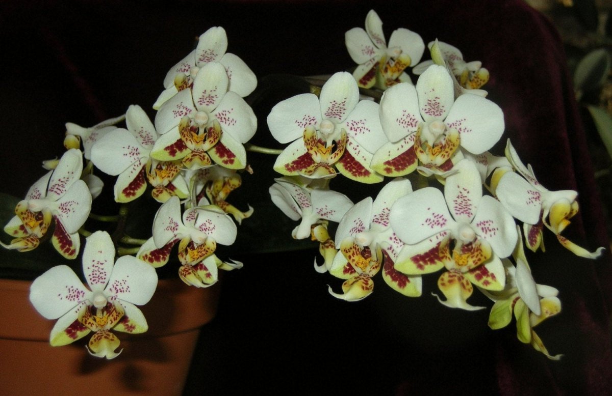 сорта орхидей парфюмерная фабрика фото