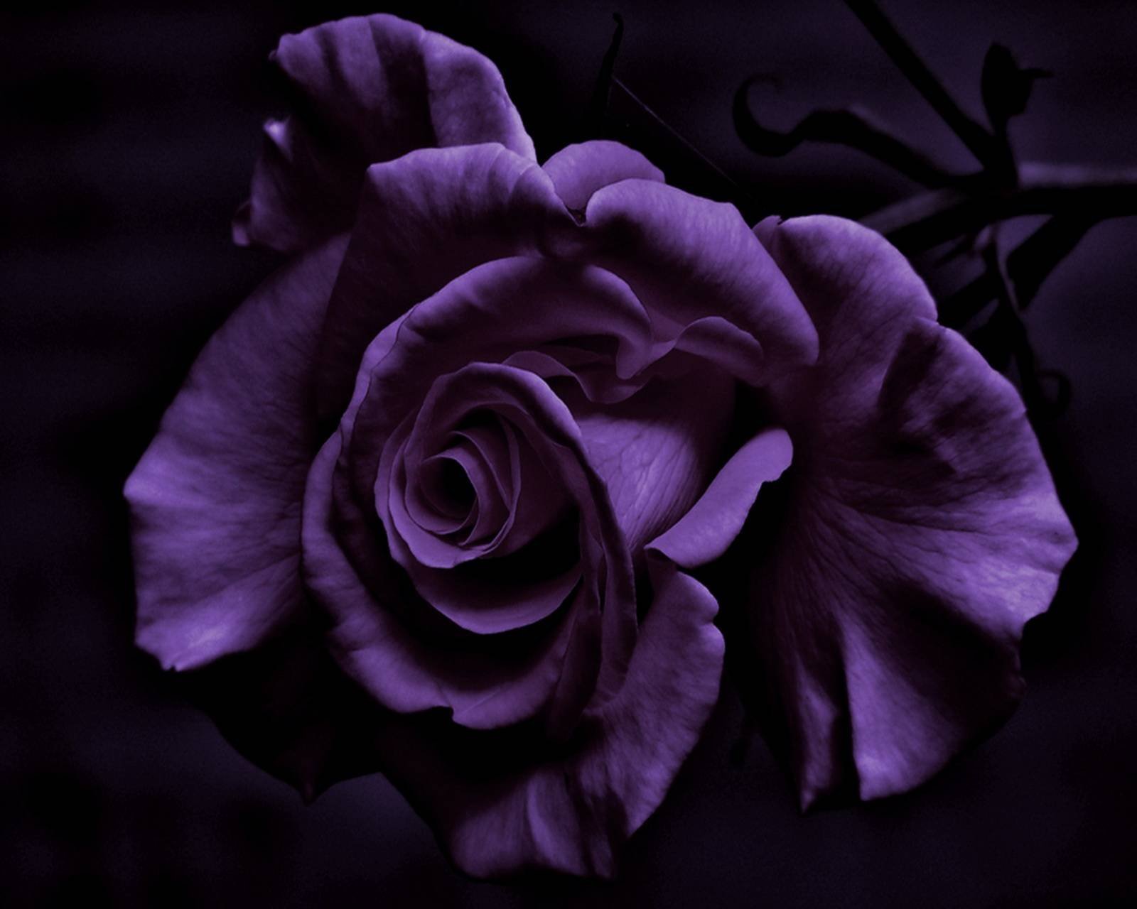 Темно фиолетовые цветы - 66 фото