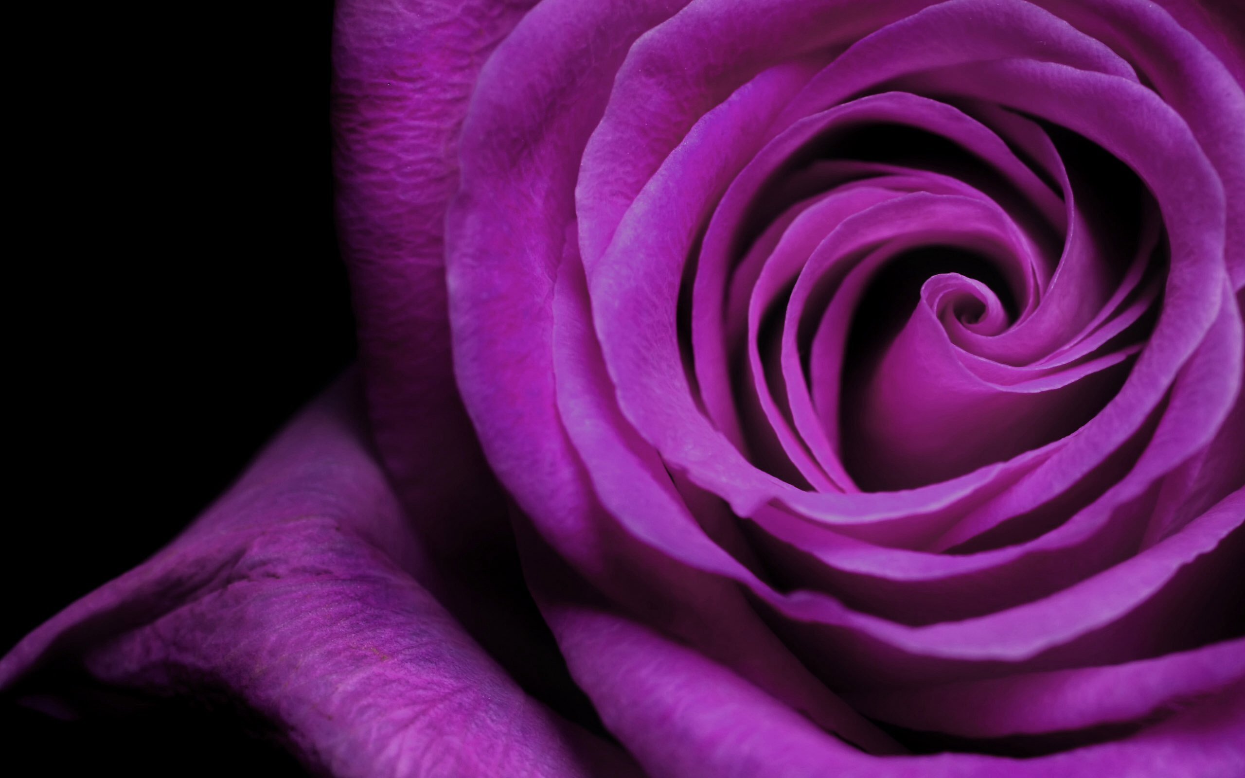 Темно фиолетовые цветы - 66 фото