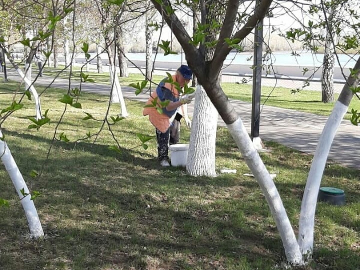 Побеленные деревья. Белить деревья. Побелка деревьев в городе. Побелка деревьев в парке.