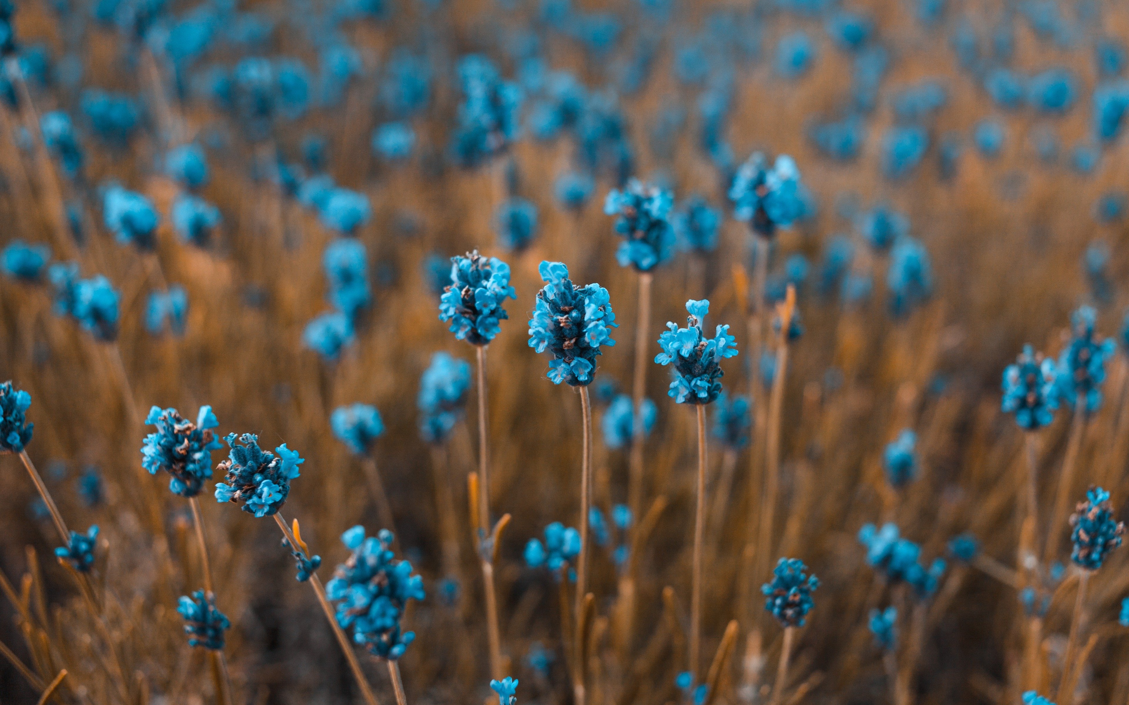 Мелкие синие цветы
