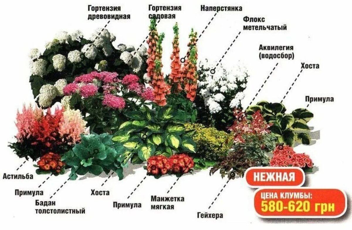 Клумба непрерывного цветения — какие растения выбрать?