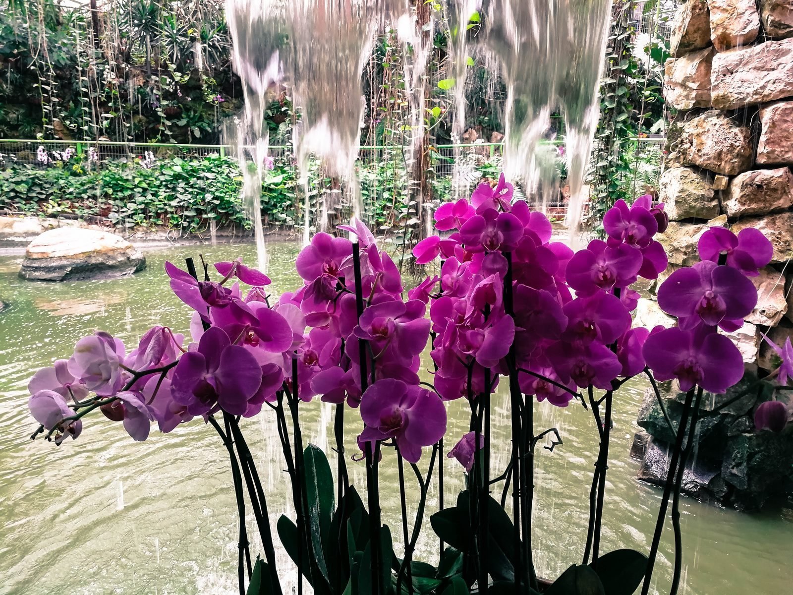Орхидея в естественной среде - 62 фото