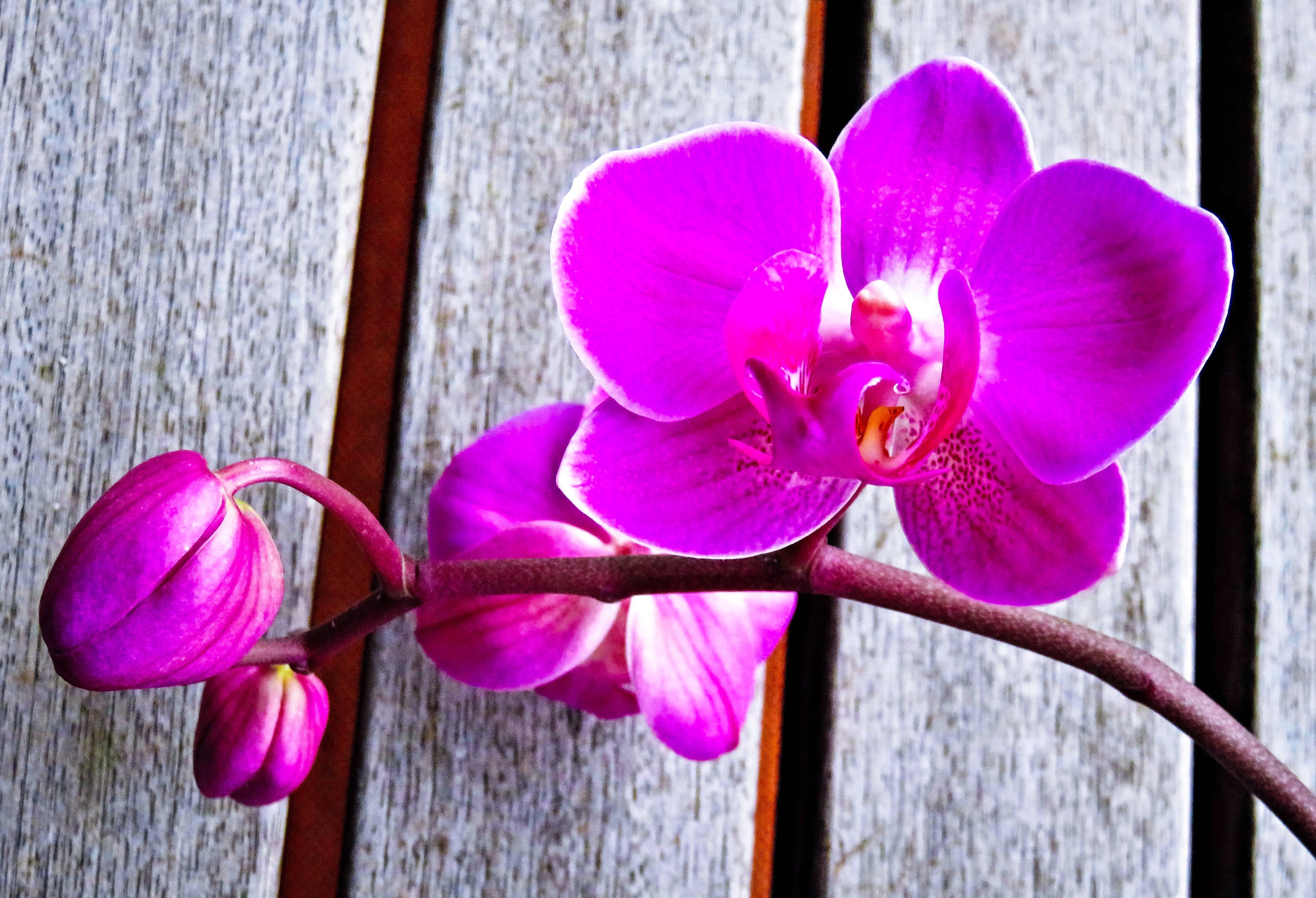 Цветы орхидея бабочка. Фаленопсис Монтеррей. Фаленопсис Баттерфляй орхид. Фаленопсис Kikion. Фаленопсис Moonshadow.