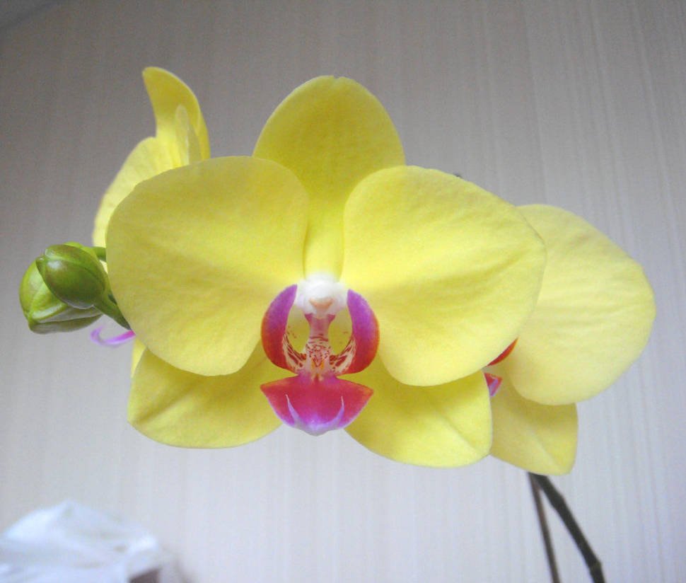 Орхидеи желто розовые. Фаленопсис Еллоу. Фаленопсис желтая Жемчужина. Леко сфинкс фаленопсис. Фаленопсис Биг Стоун.
