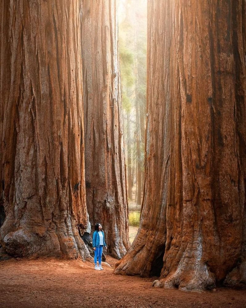 самое высокое дерево в мире фото