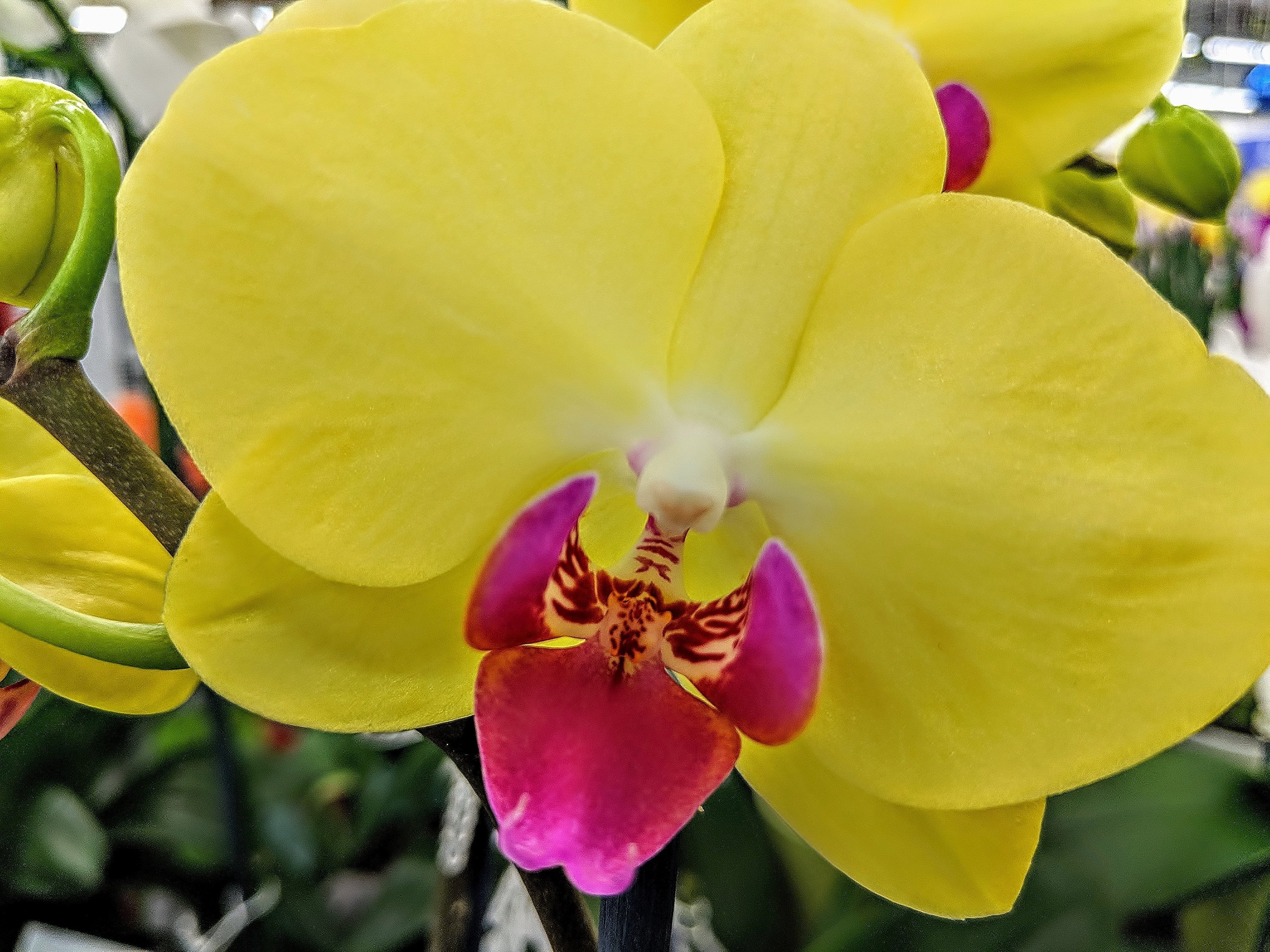 Красно желтая орхидея. Фаленопсис Еллоу Квин. Фаленопсис Lemon. Орхидея Еллоу Квин. Фаленопсис Califo.