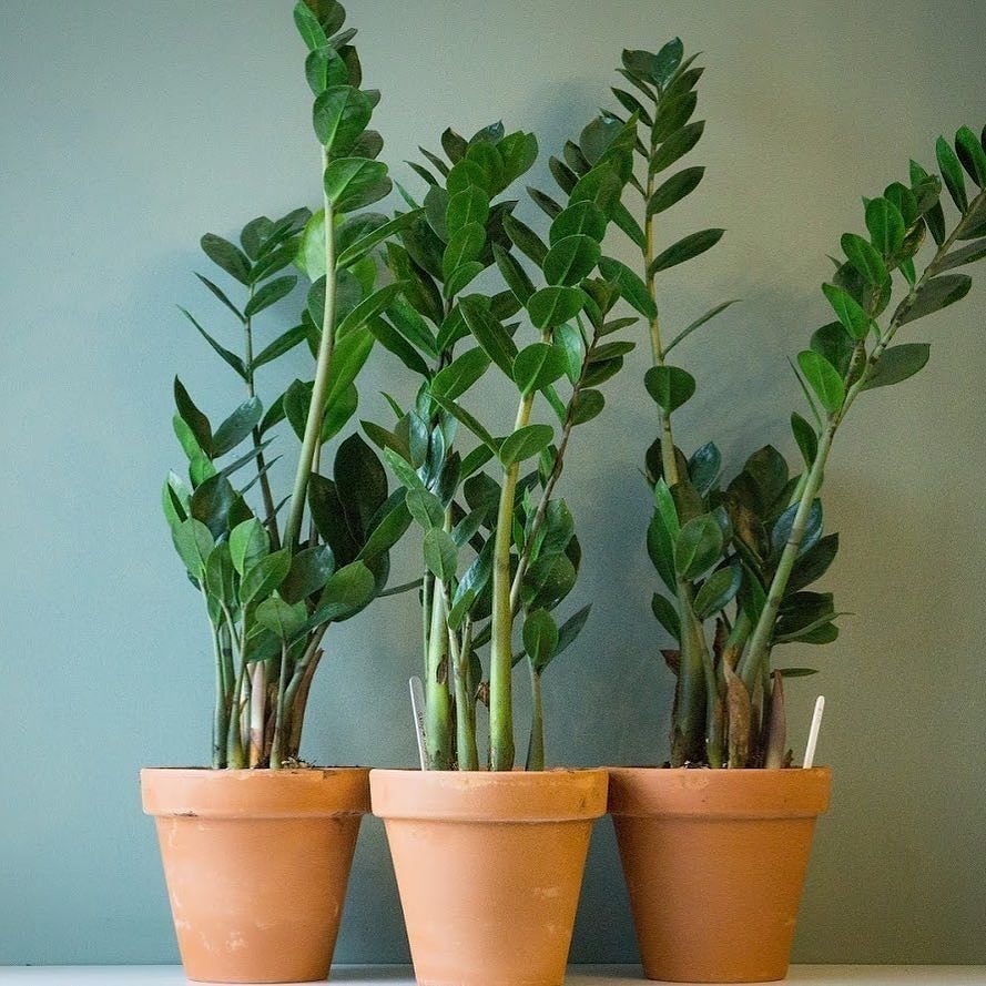 Zamioculcas долларовое дерево