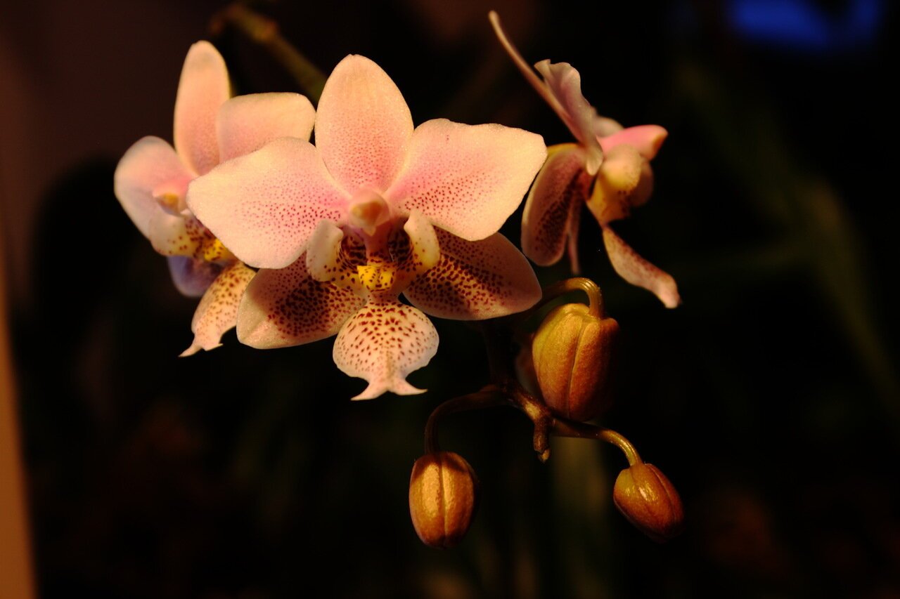 Phal orange. Фаленопсис Jiaho's Orange. Orange Sorbet фаленопсис. Фаленопсис Шиллера. Оранж сорбет Орхидея.