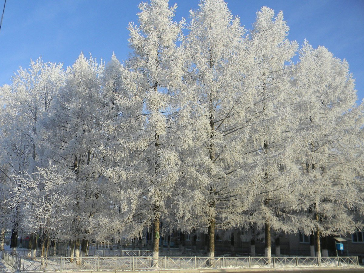 Серебряное дерево