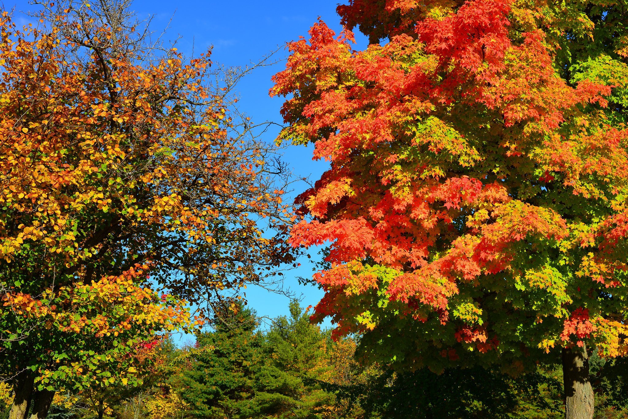 Картинки деревьев осенью. Дубовидный клен. Осенний кленовый лес Вайоминг. Осеннее дерево клен. Дерево осенний кленовый клен.