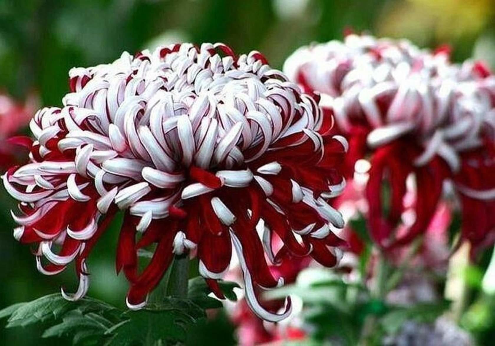 Хризантема Chrysanthemum