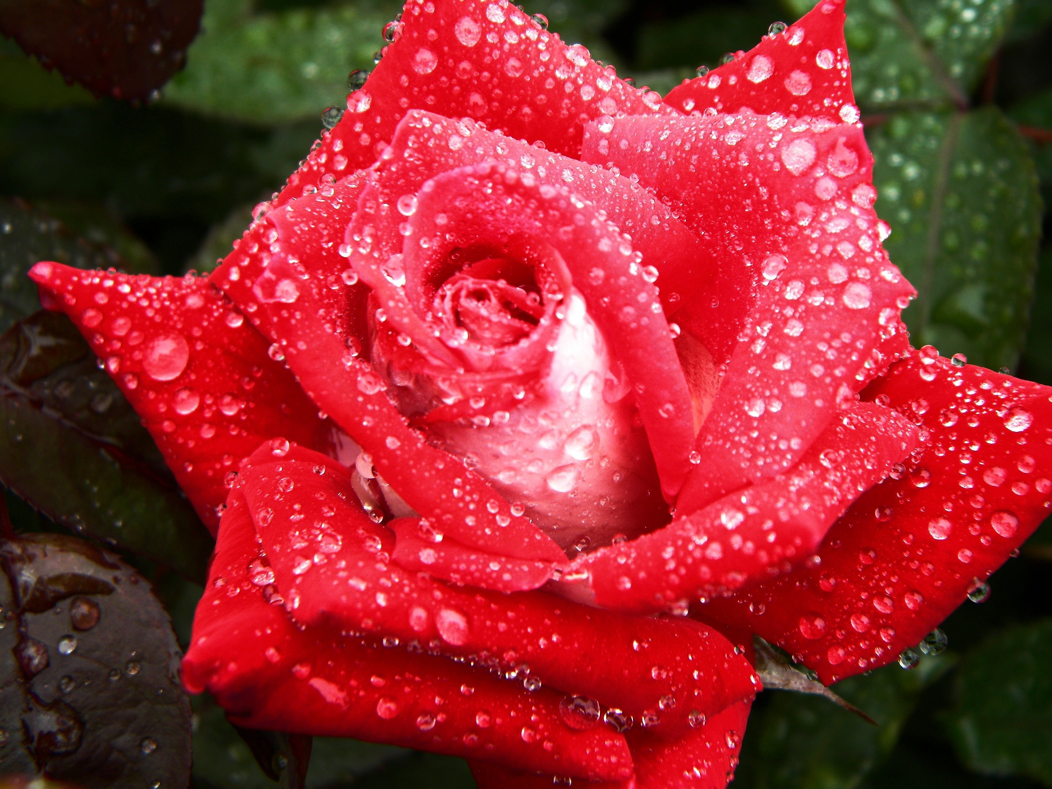 Розы красивое видео. Красивые розы. Цветы в росе. Красивые розы с капельками росы.