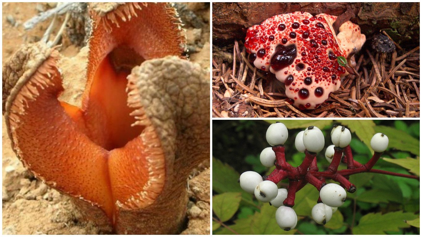 Красный самый опасный. Необычные растения. Странные растения. Необычные растения и животные. Необычные плоды растений.