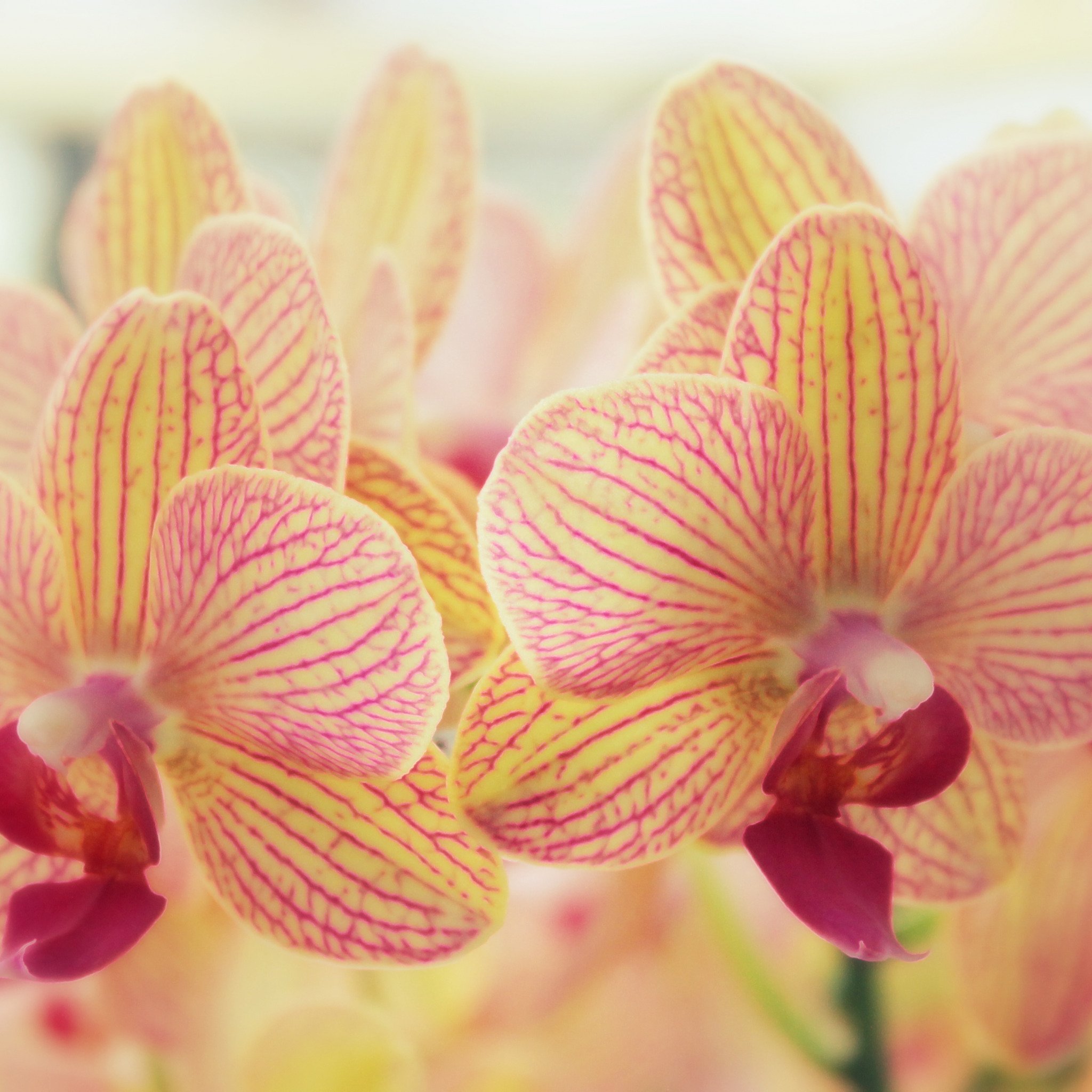 Орхидеи желто розовые. Орхидея желто розовая. Оранжевая Орхидея. Желтая Орхидея с розовыми прожилками. Желтая Орхидея фаленопсис с розовыми прожилками.
