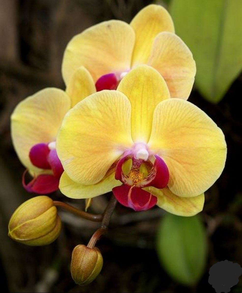 Орхидеи желто розовые. Орхидея фаленопсис. Орхидея Phalaenopsis. Фаленопсис Катрина мультифлора. Орхидея фаленопсис Еллоу.