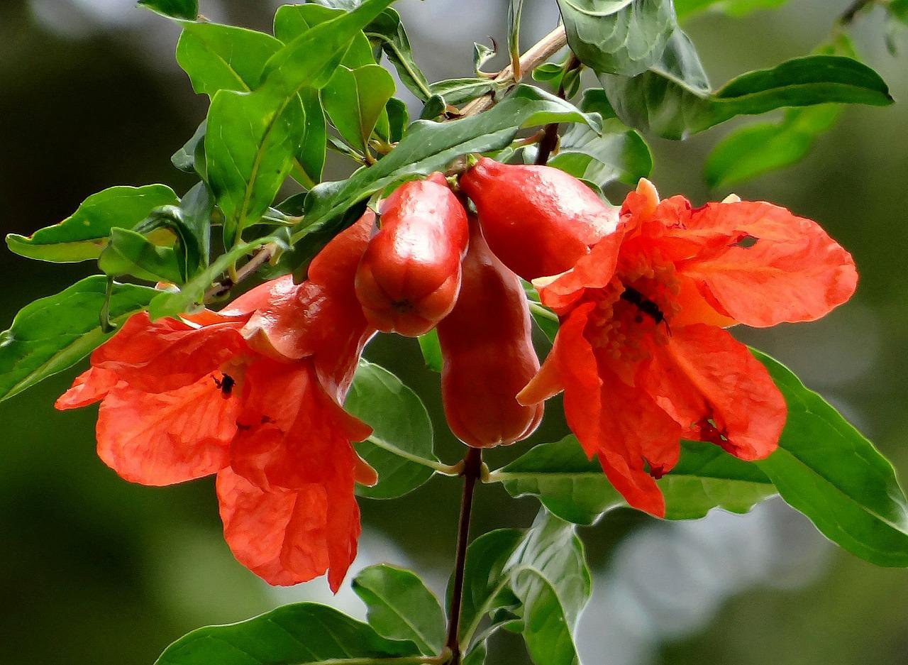 Punica granatum. Гранат обыкновенный цветение. Punica granatum цветет. Гранатовое дерево цветет.