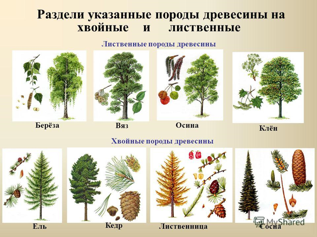 Деревья и кустарники Крыма - каталог