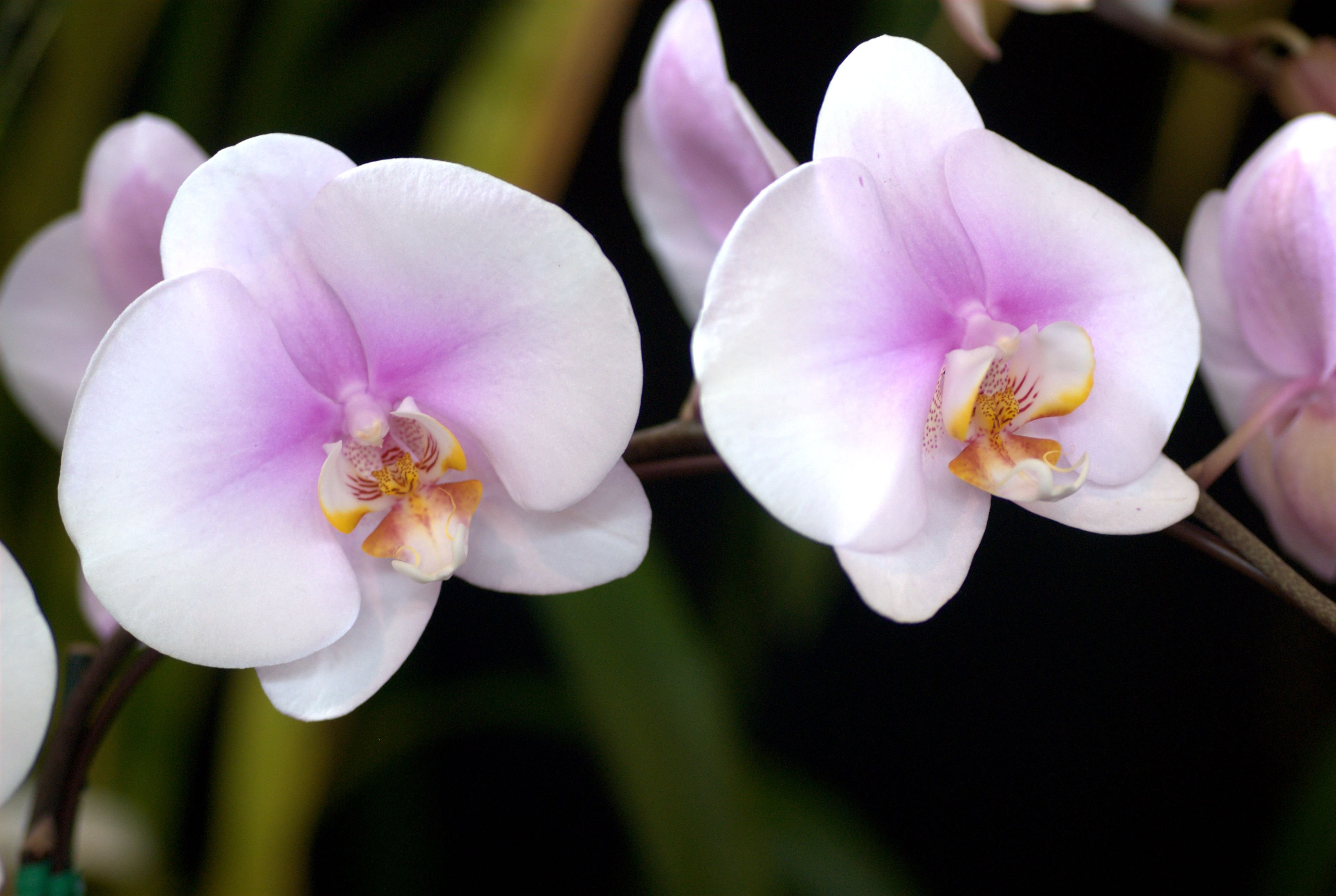 Орхидея Эмбер
