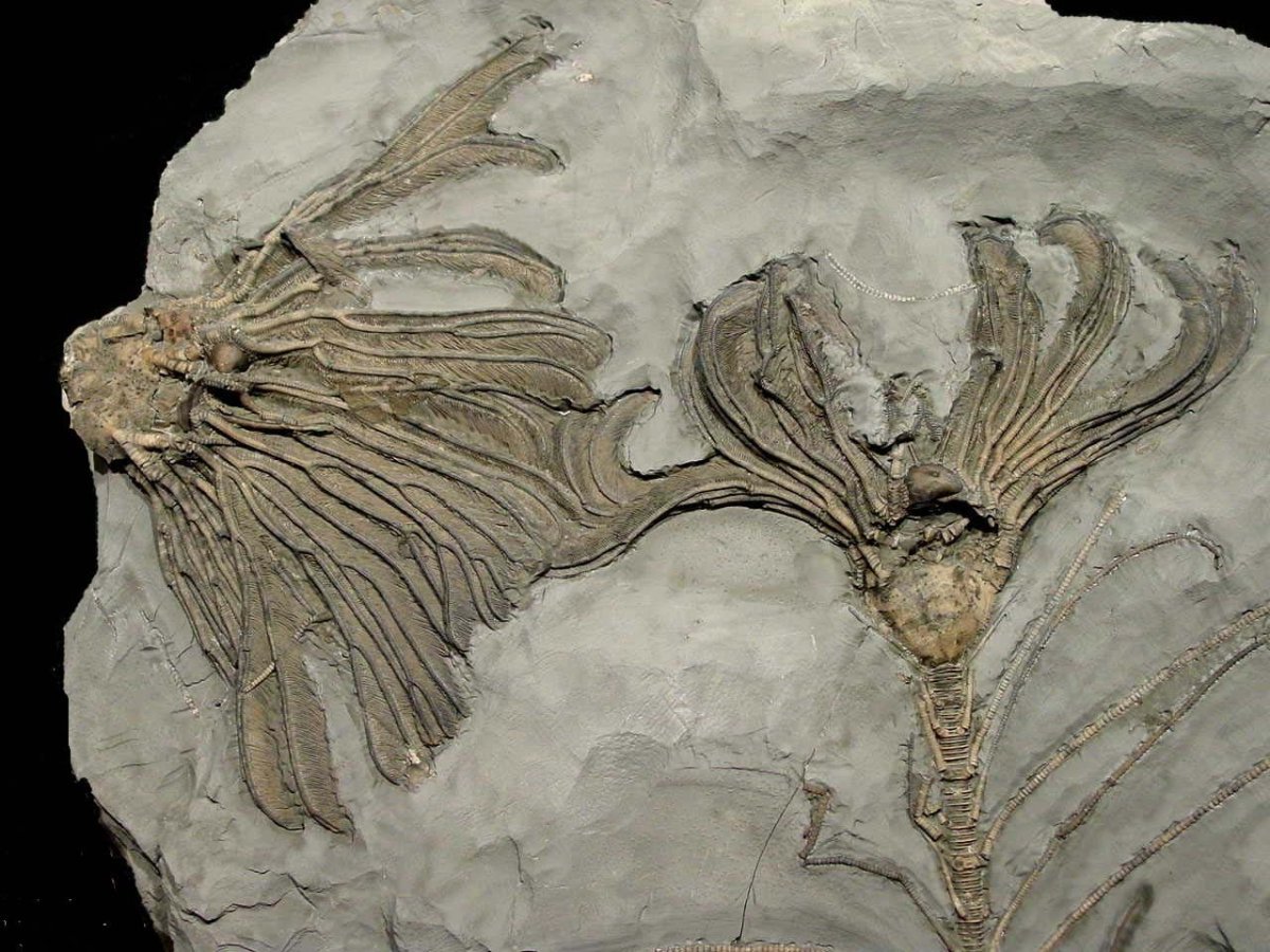 Какие породы образуются из останков живых. Fossil окаменелости. Наутилус окаменелость. Черви палеозоя окаменелости. Протерозойская Эра окаменелости.