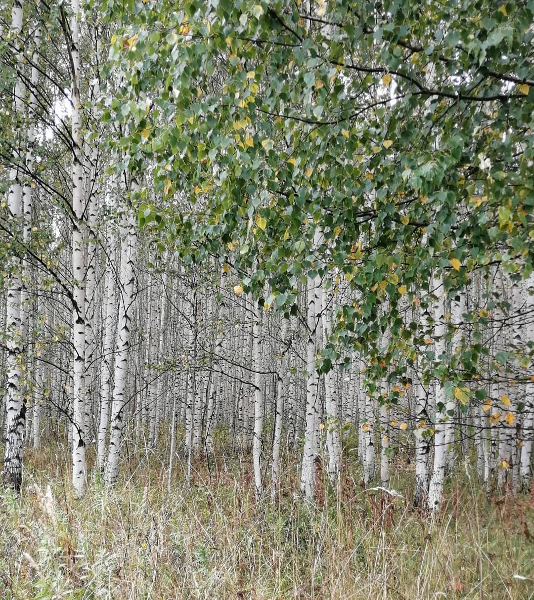 Березовый лес. Берёзовый лес картинки. Березы в Сочи. Мокрый берёзовый лес.