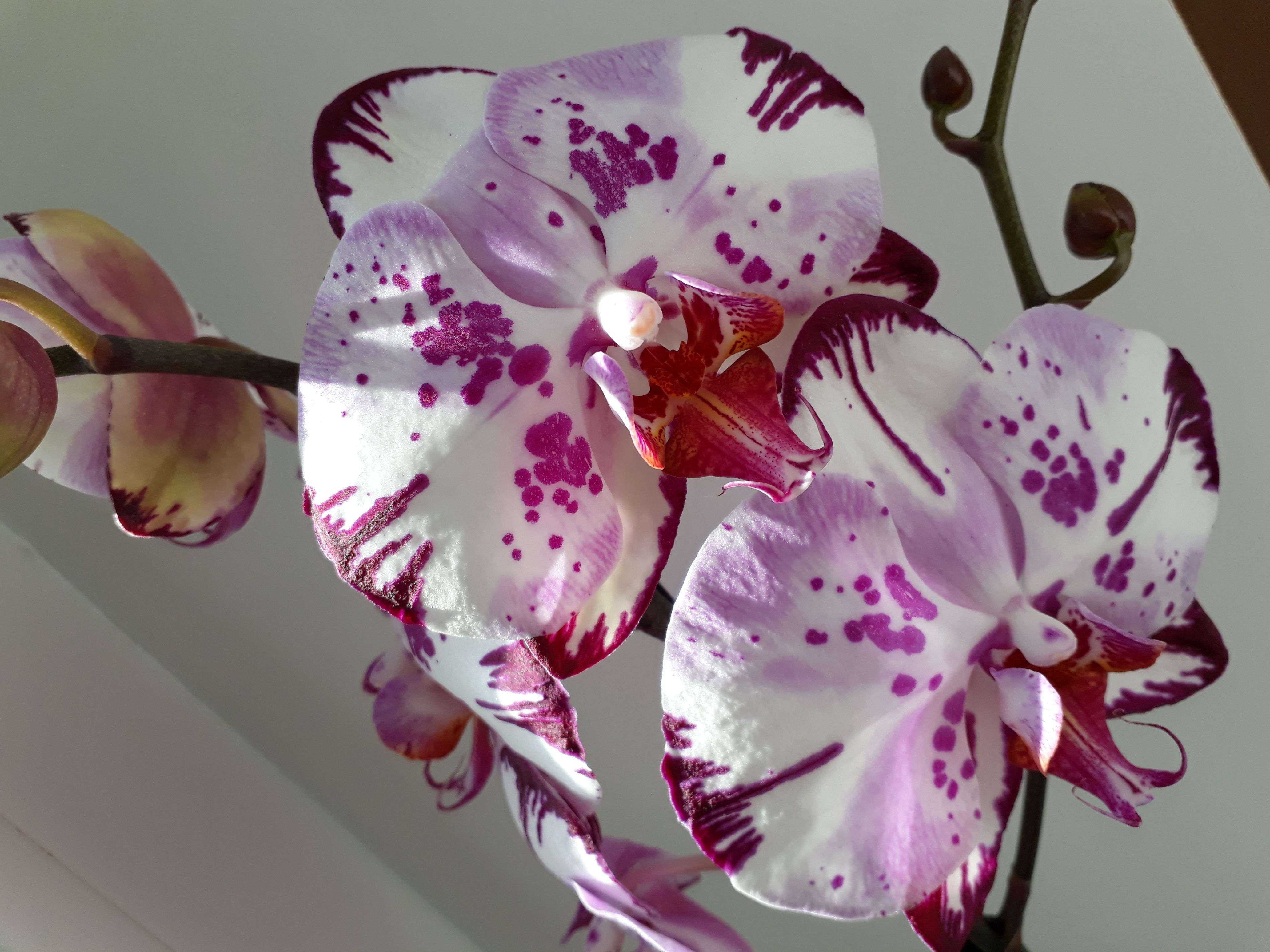 орхидея мэджик арт фото