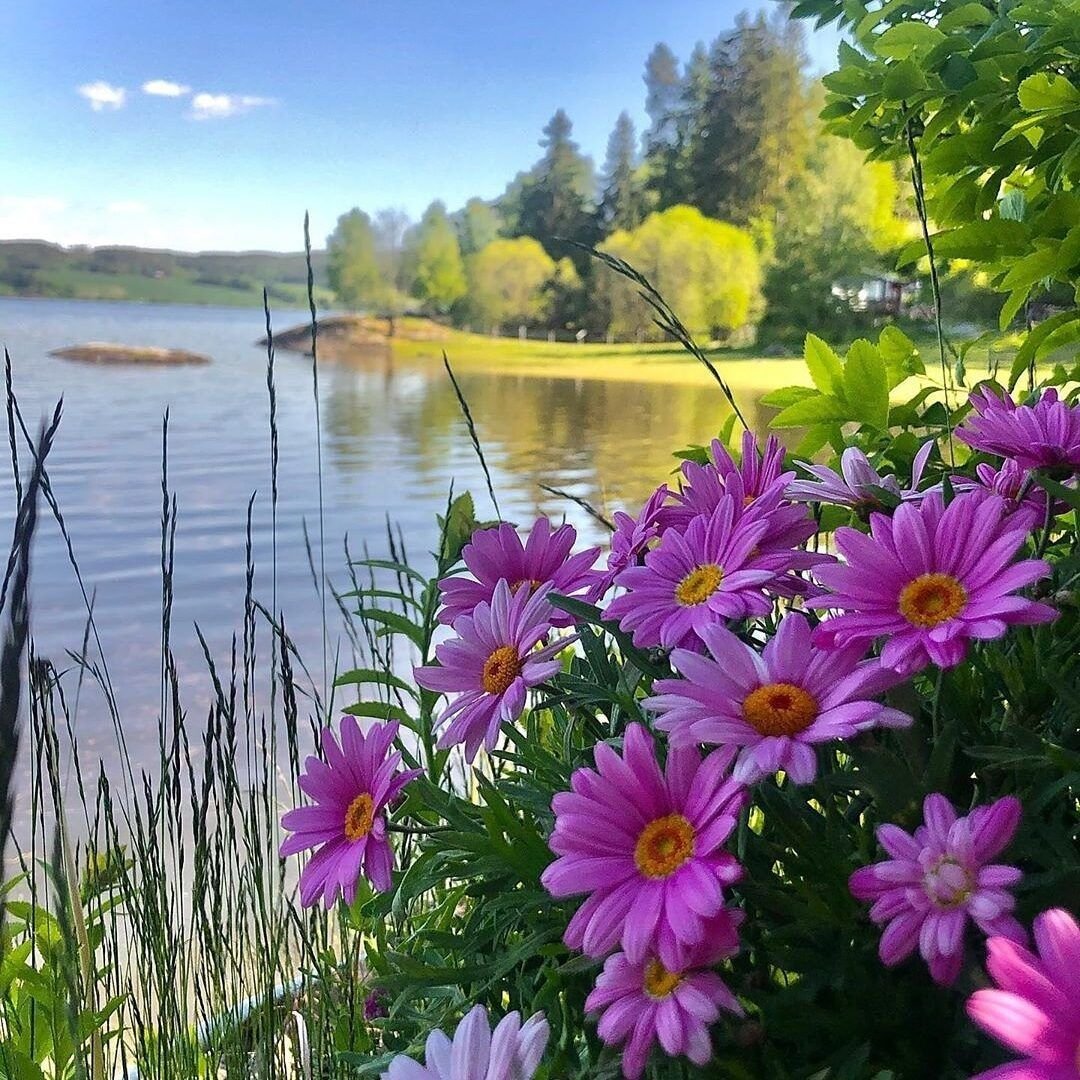 Новые водники цветы