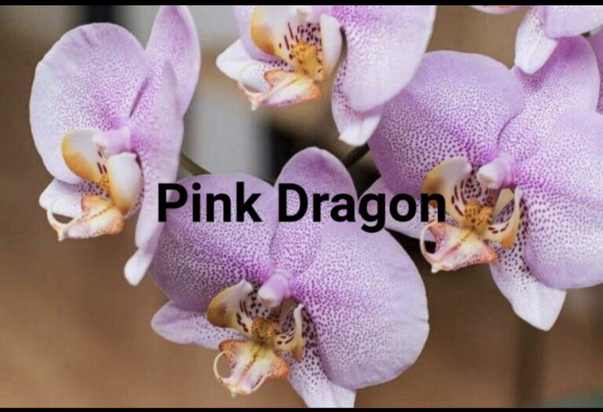 Орхидея Phalaenopsis Asian Dragon