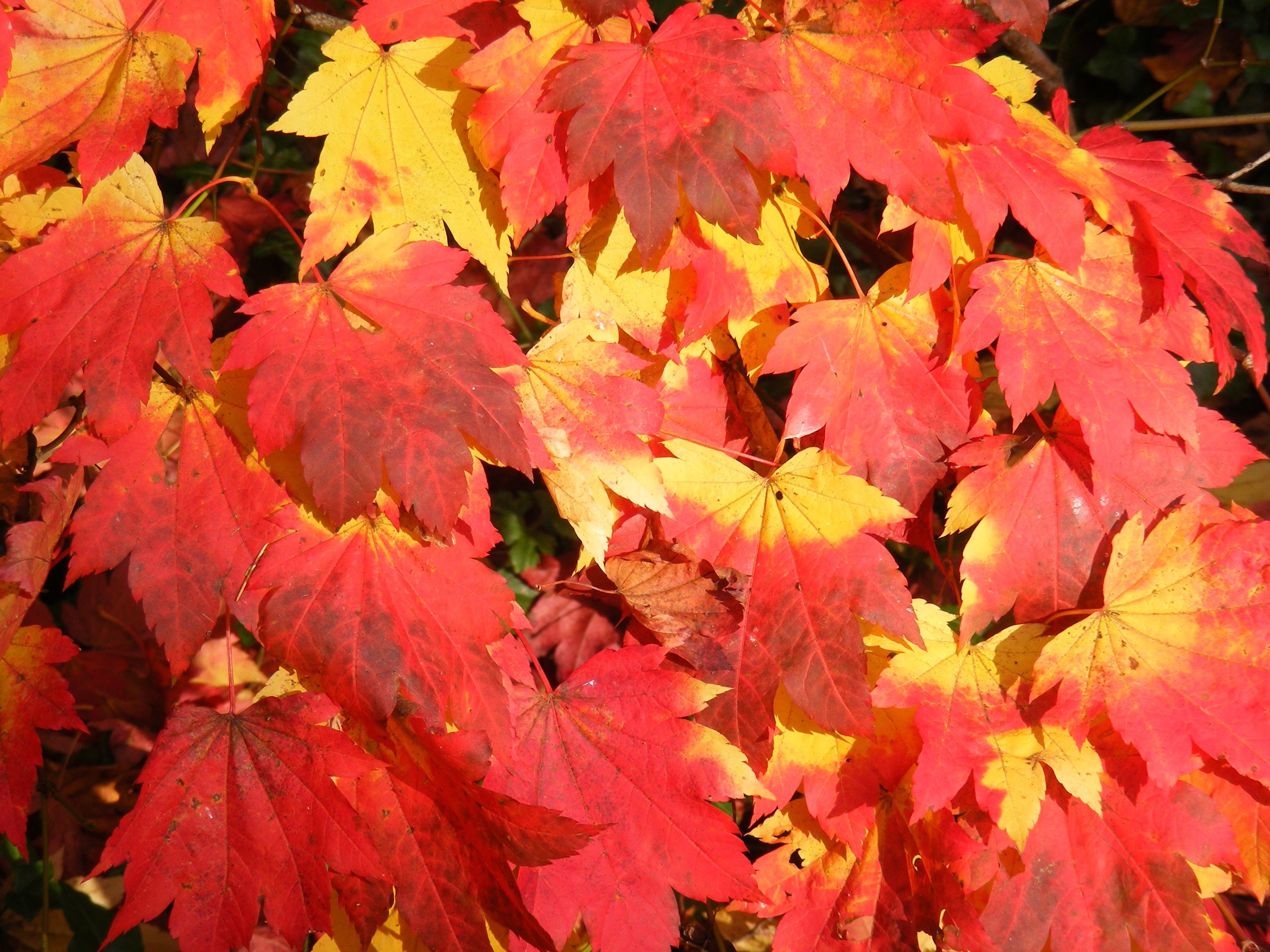 Цвет листа клена осенью. Клен Гиннала осенняя окраска. Разноцветные листья. Разноцветный клен. Кленовый лист.