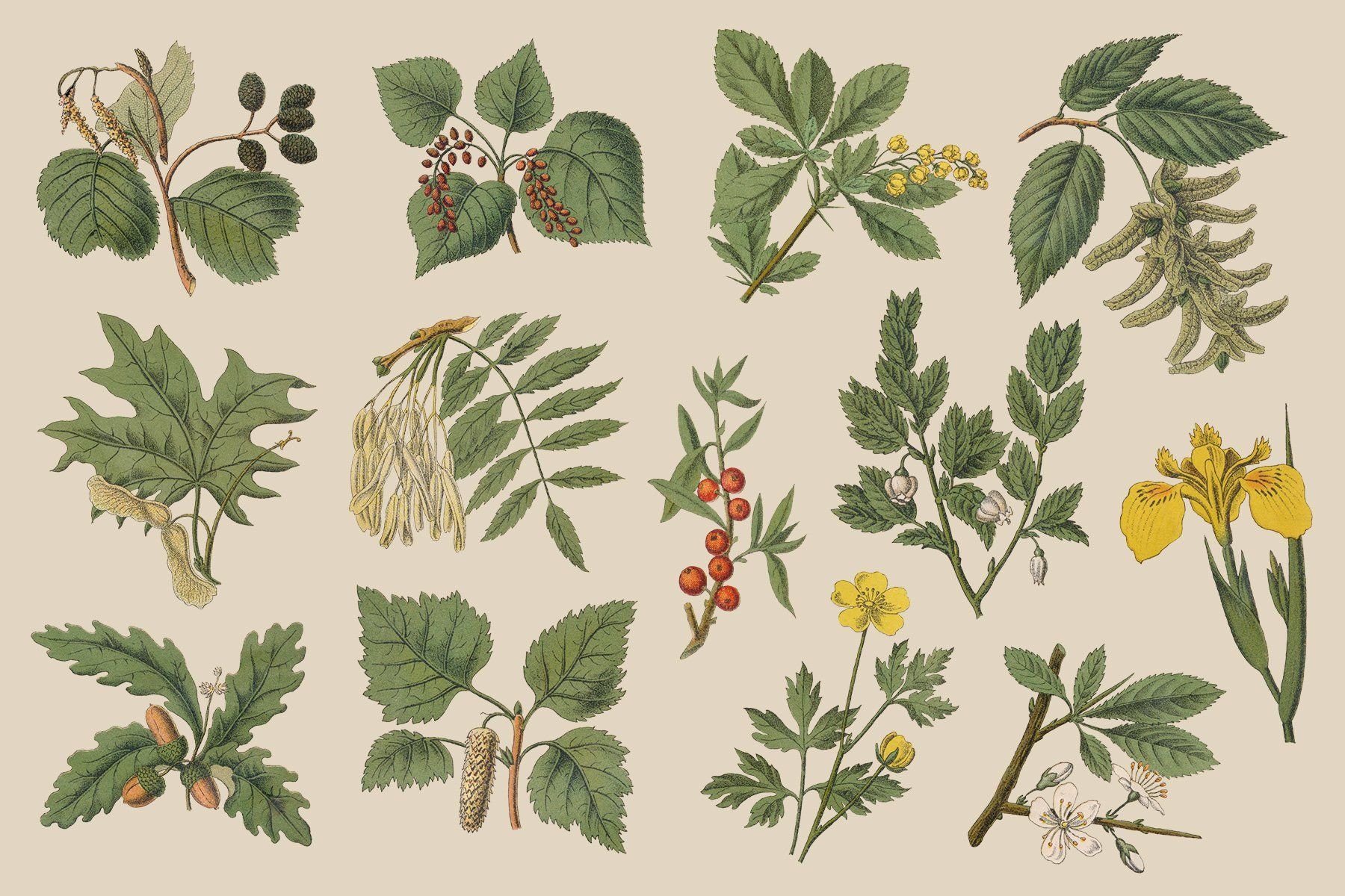 Page plant. Ботаническая иллюстрация. Растения ботаника. Старинные изображения растений. Ботанические рисунки растений.