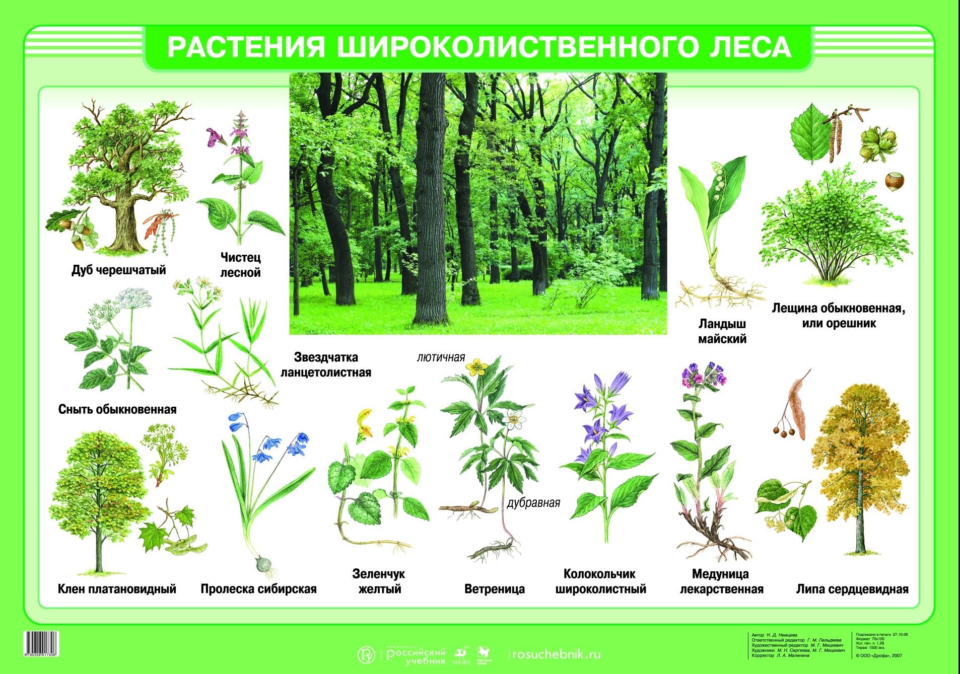 Растения леса 5 класс биология. Подзона лиственных лесов растения. Травянистые растения широколиственного леса. Широколиственные леса растения.