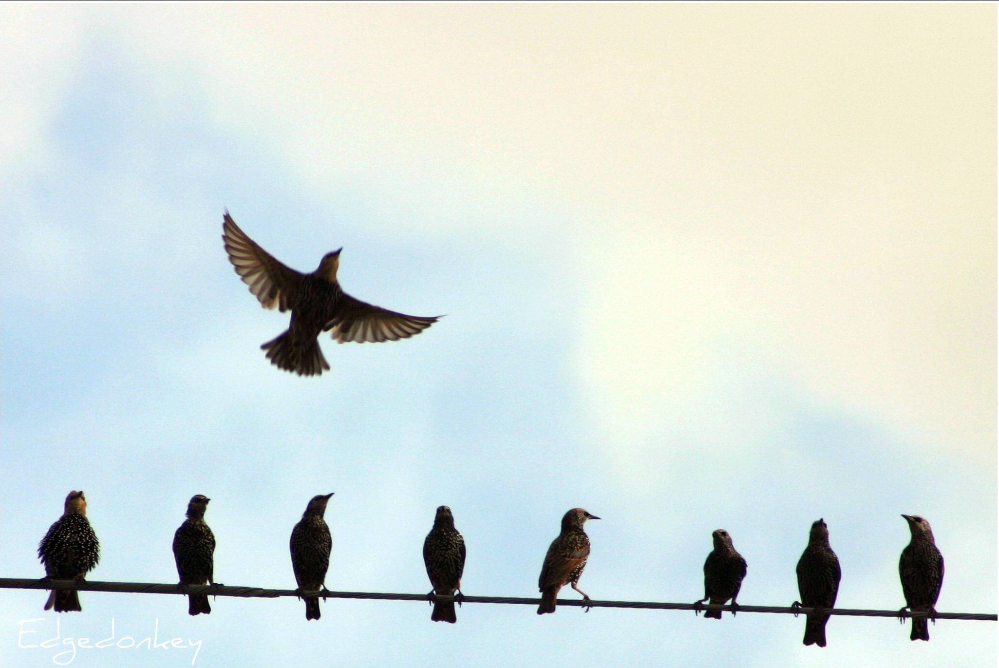 Птицы вдоль дорог. Птицы сидят на проводах. Миграция птиц. Птица сидит на столбе. Птицы сидят на небе.
