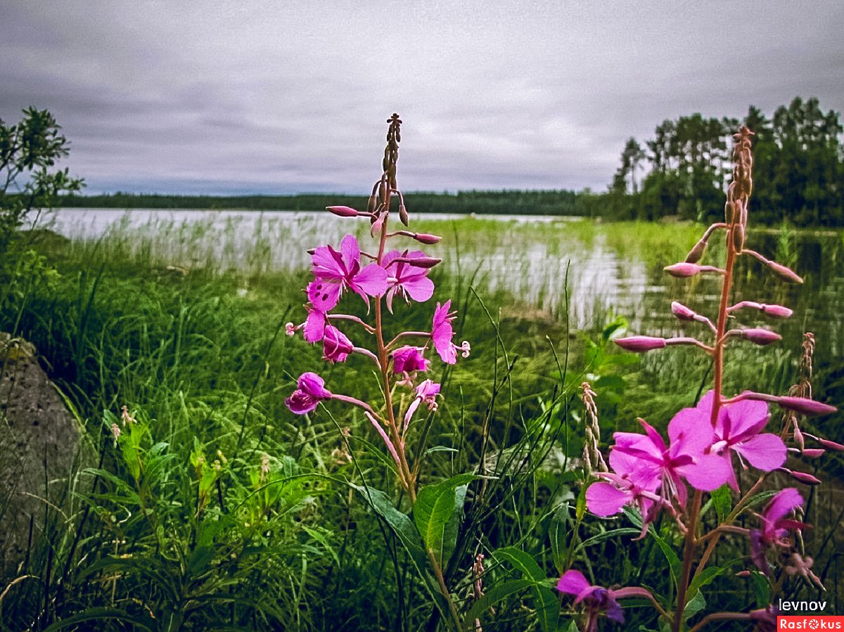 Поля кипрея в Карелии