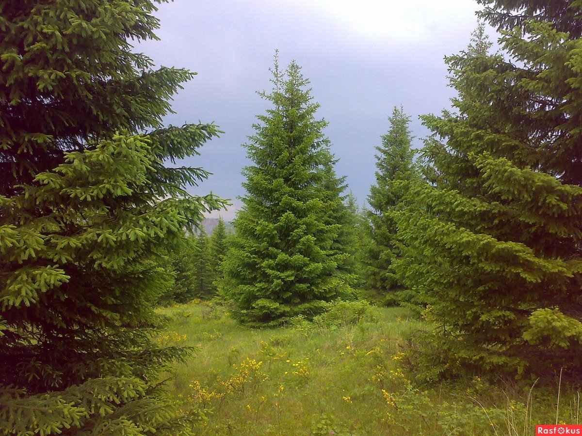 Четыре зеленых ели. Пихта Лесная Беларусь. Елка в лесу. Елка d лису. Зеленая елка в лесу.