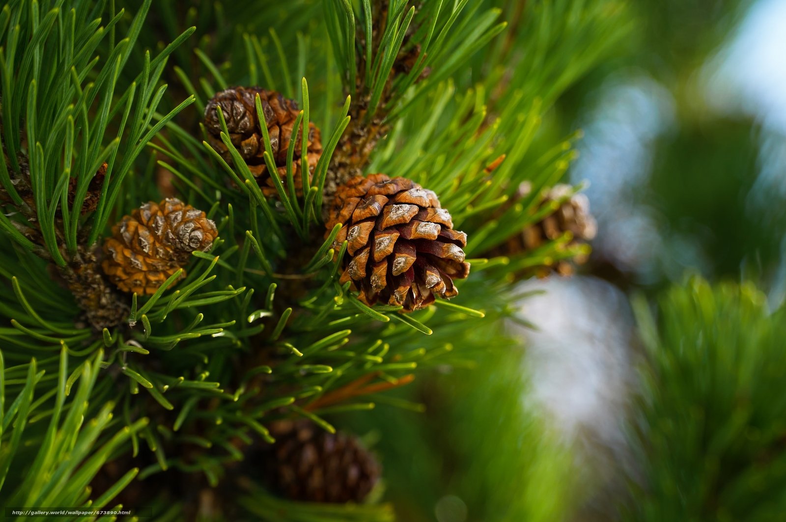 Хвойные рф. Хвойные Голосеменные сосна обыкновенная. Pinus Sylvestris шишки. Кедр голосеменное растение. Сосна Пиния шишки.