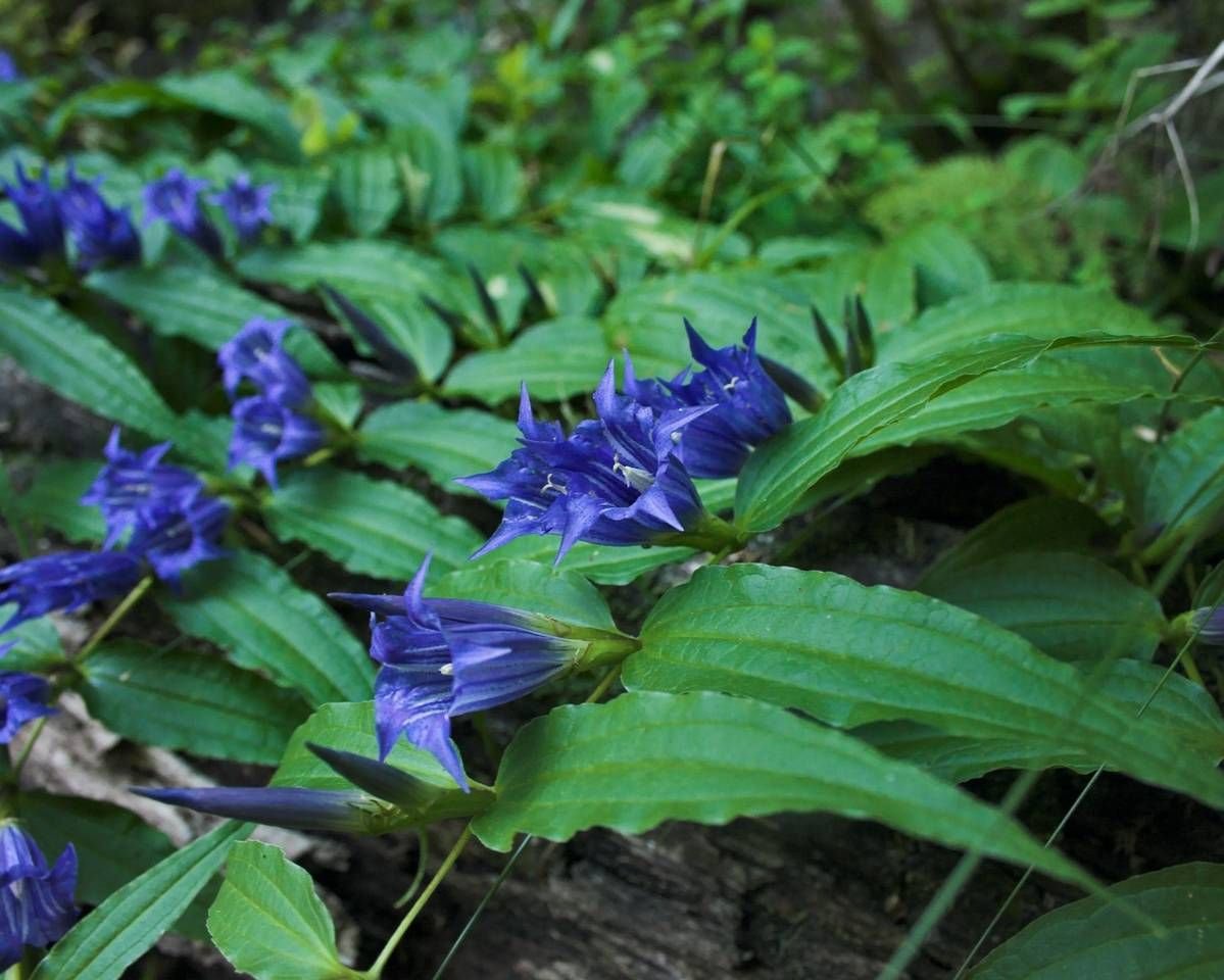 Синие ядовитые цветы. Горечавка Алтайская синяя. Горечавка бородатая (Gentiana barbata). Горечавка Болотная. Горечавка ниппонская.