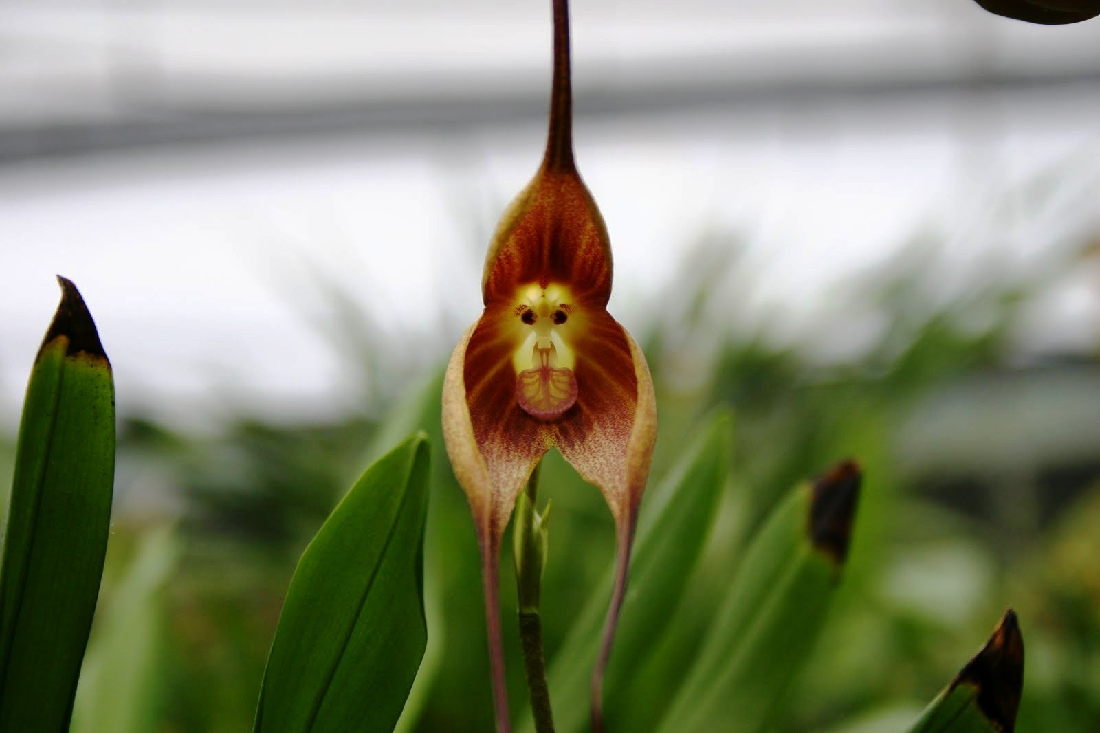 Виды необычных растений. Орхидея Дракула симиа. Орхидея Обезьянья Дракула. Орхидея-обезьяна, Обезьяний Дракула. Орхидея золото Кинабалу.