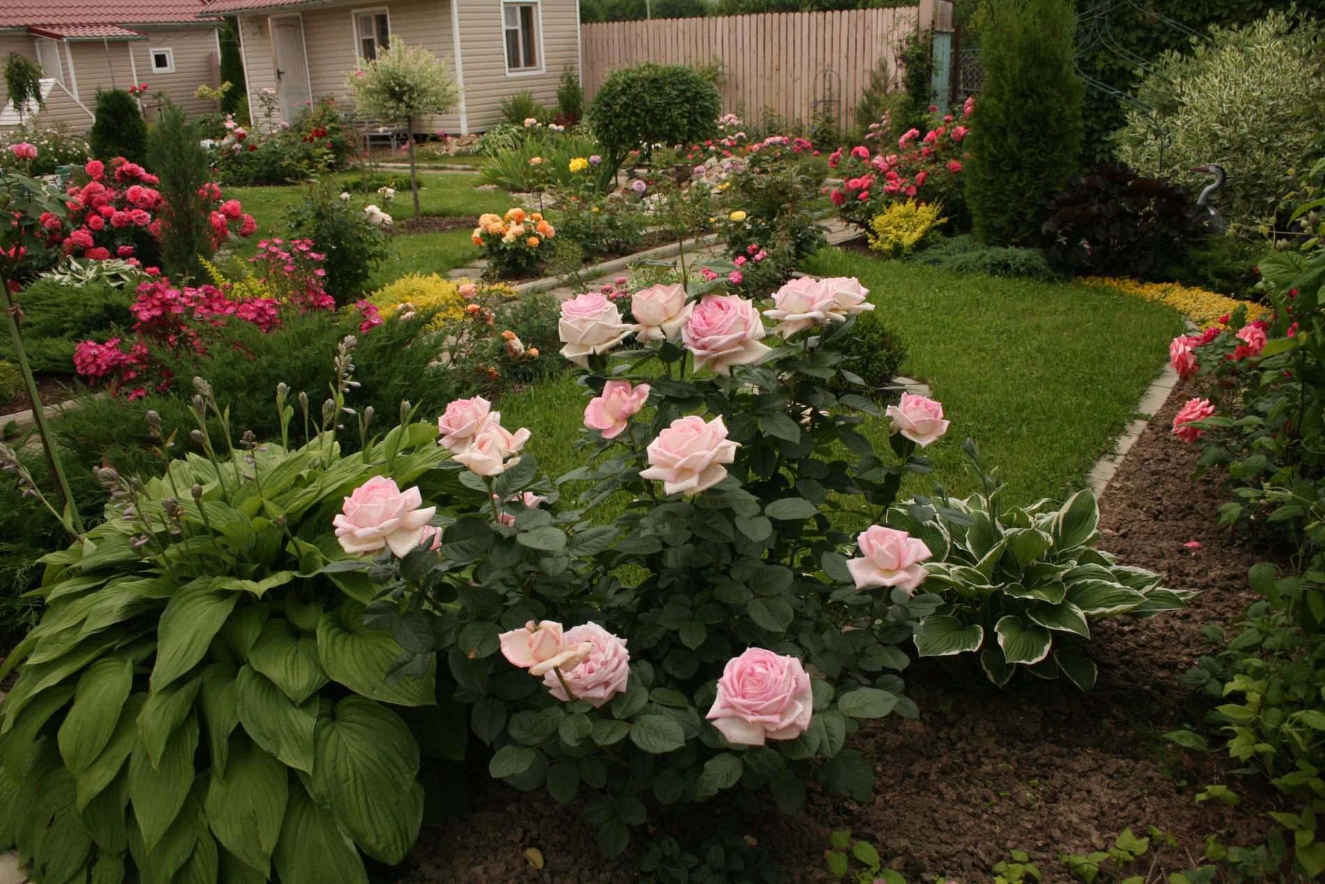 В цветнике растут только пионы и розы. Миксбордер с розой ругозой.