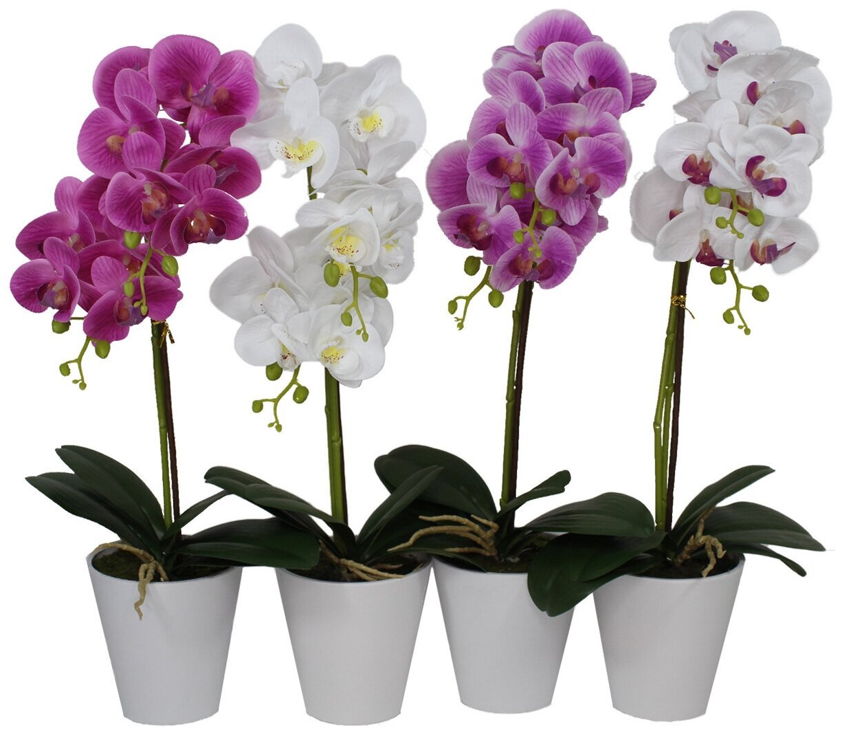 Орхидей купить интернет магазин почтой. Фаленопсис Scenza. Орхидея фаленопсис Гарден. Орхидея фаленопсис в горшке.