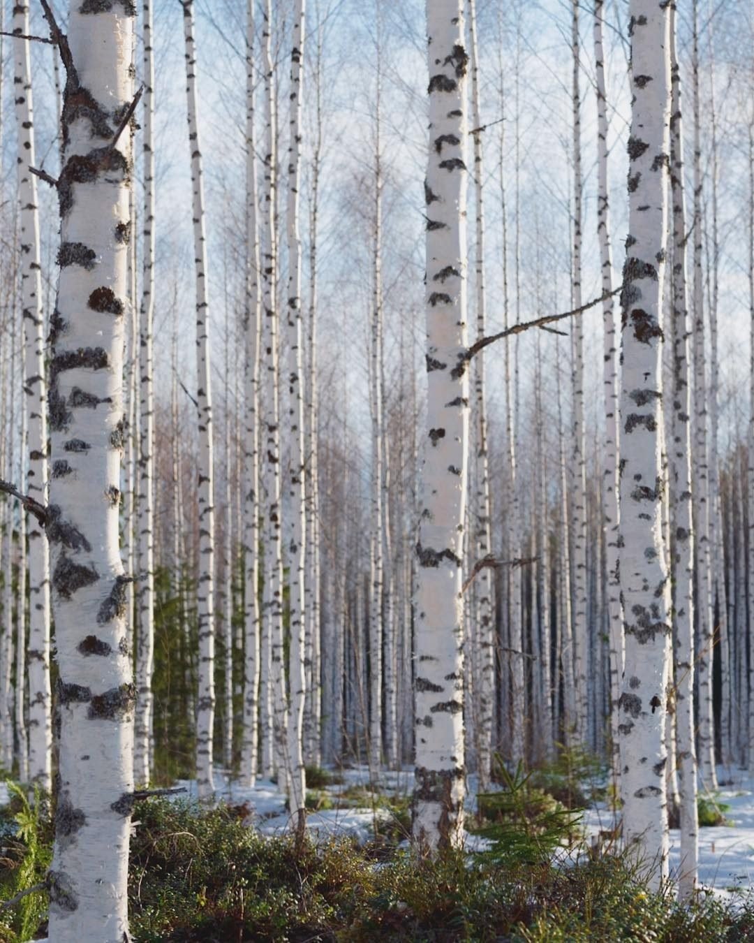 Березовая роща танцы. Боровое роща танцующих берез. Березовая роща Бишкек. Березовая роща Красноярск. Березовая роща Екатеринбург.