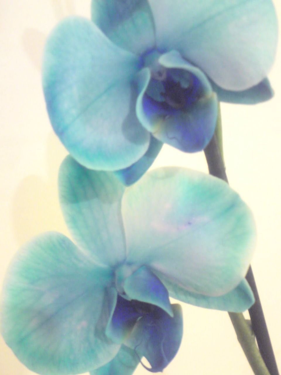 Бирюзовая Орхидея