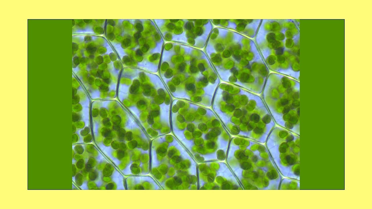 В растении хлорофилл содержится в. Хлоропласты листа под микроскопом. Хлорофилл хлоропласт хромопласт. Хлоропласты в клетках листа. Строение хлоропласта клетки листа.