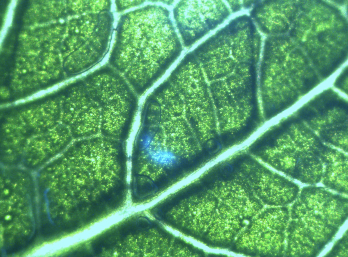 раст клетка под микроскопом фото 31