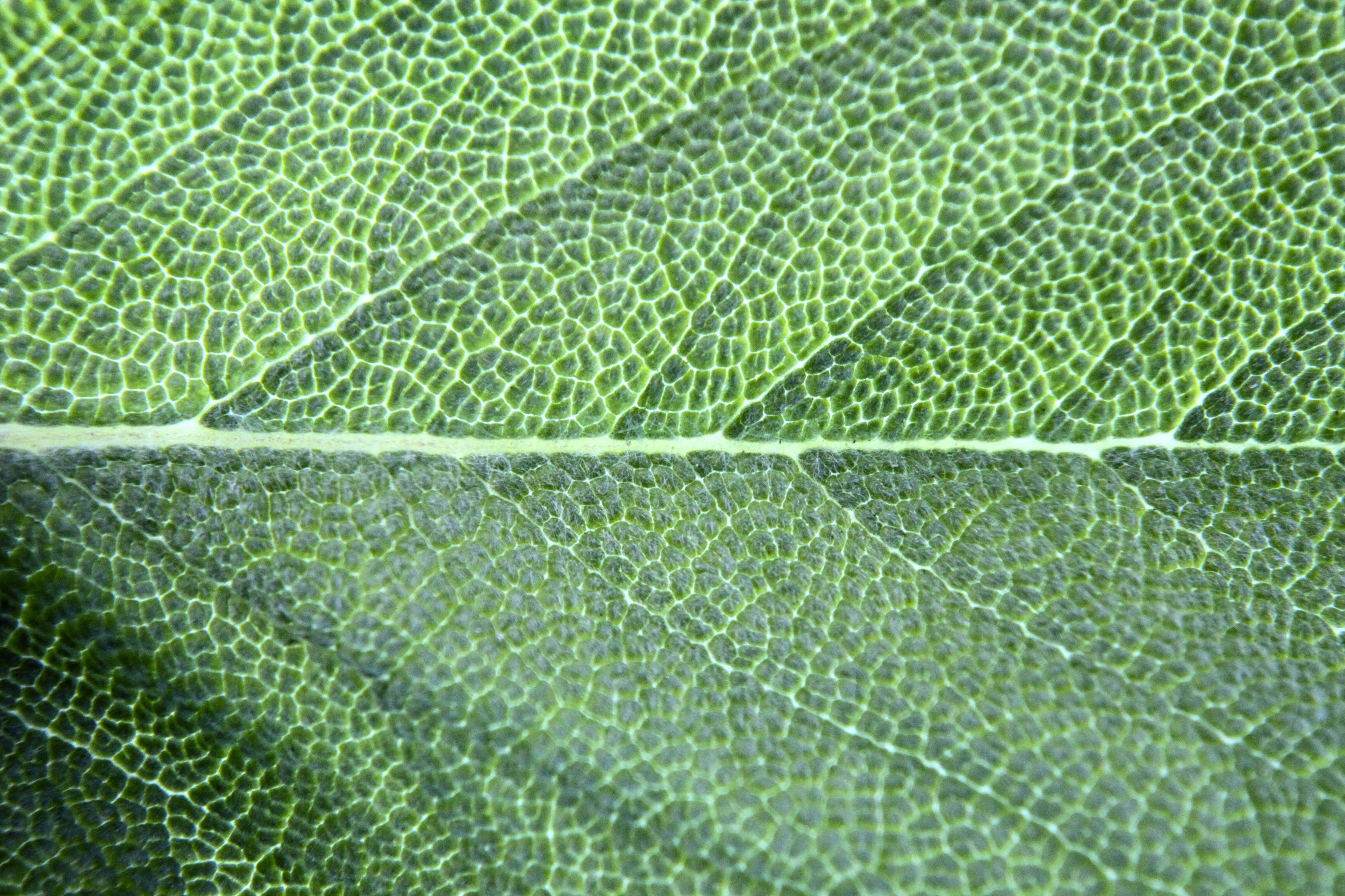 Использование хлорофилла. Хлорофилл в листьях растений. Хлорофилл на листочках. Хлорофилл фото. Хлорофильные ткани листьев.