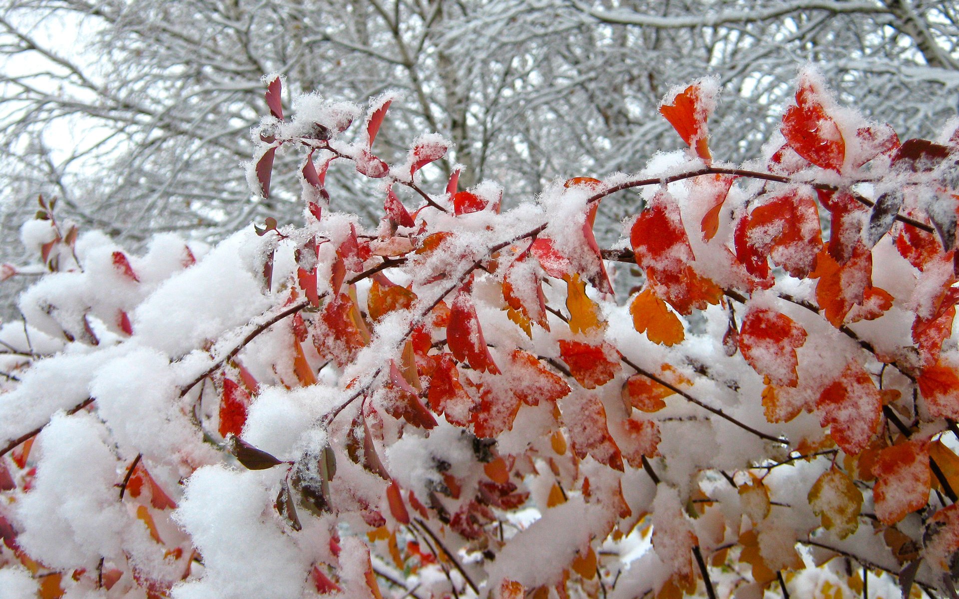 Сугробы листьев. Листья под снегом. Дерево с листьями под снегом. Листья деревьев зимой. Деревья с листвой зимой.