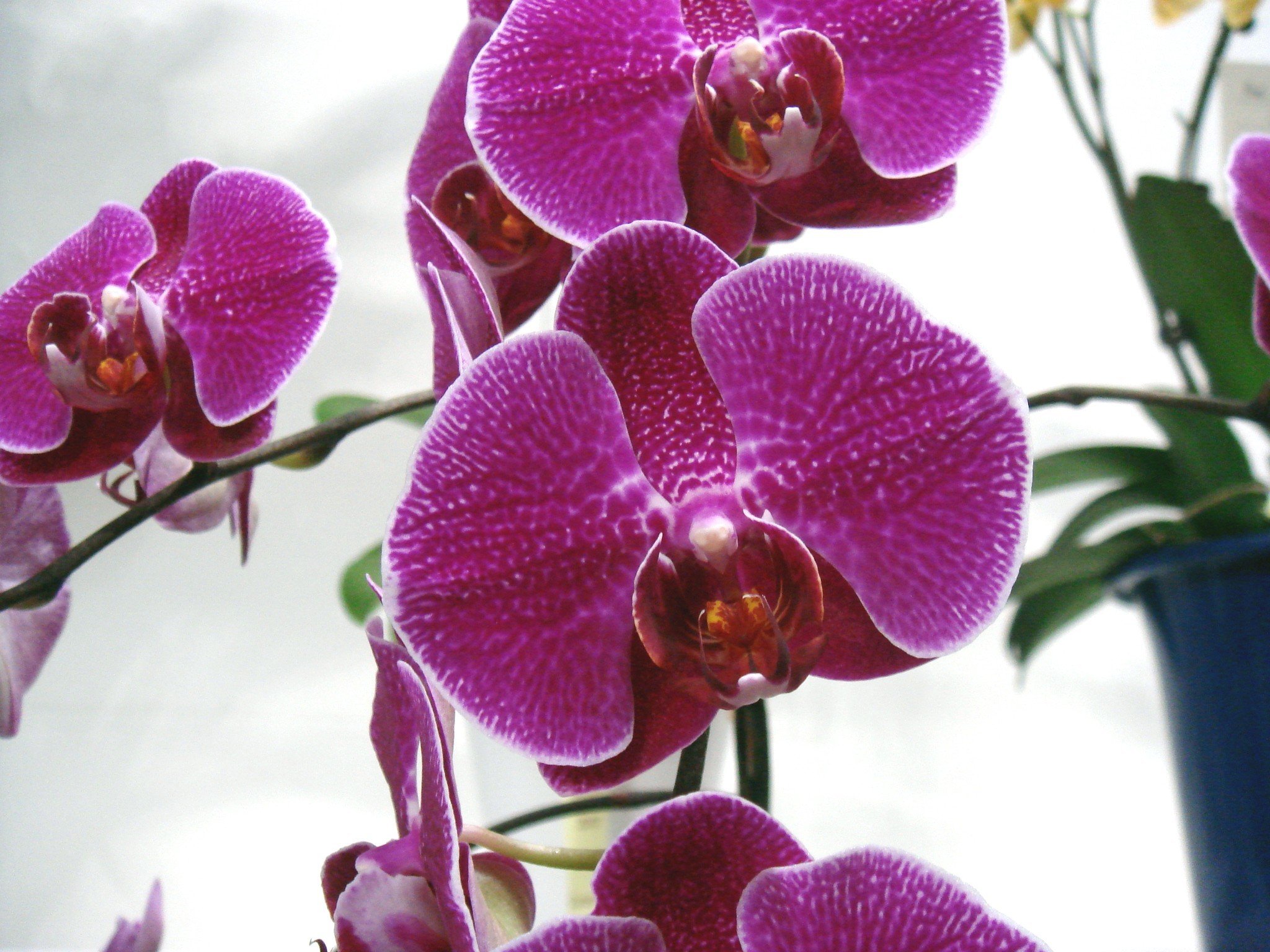 'Jewel'. Продажа Орхидей и садовых растений