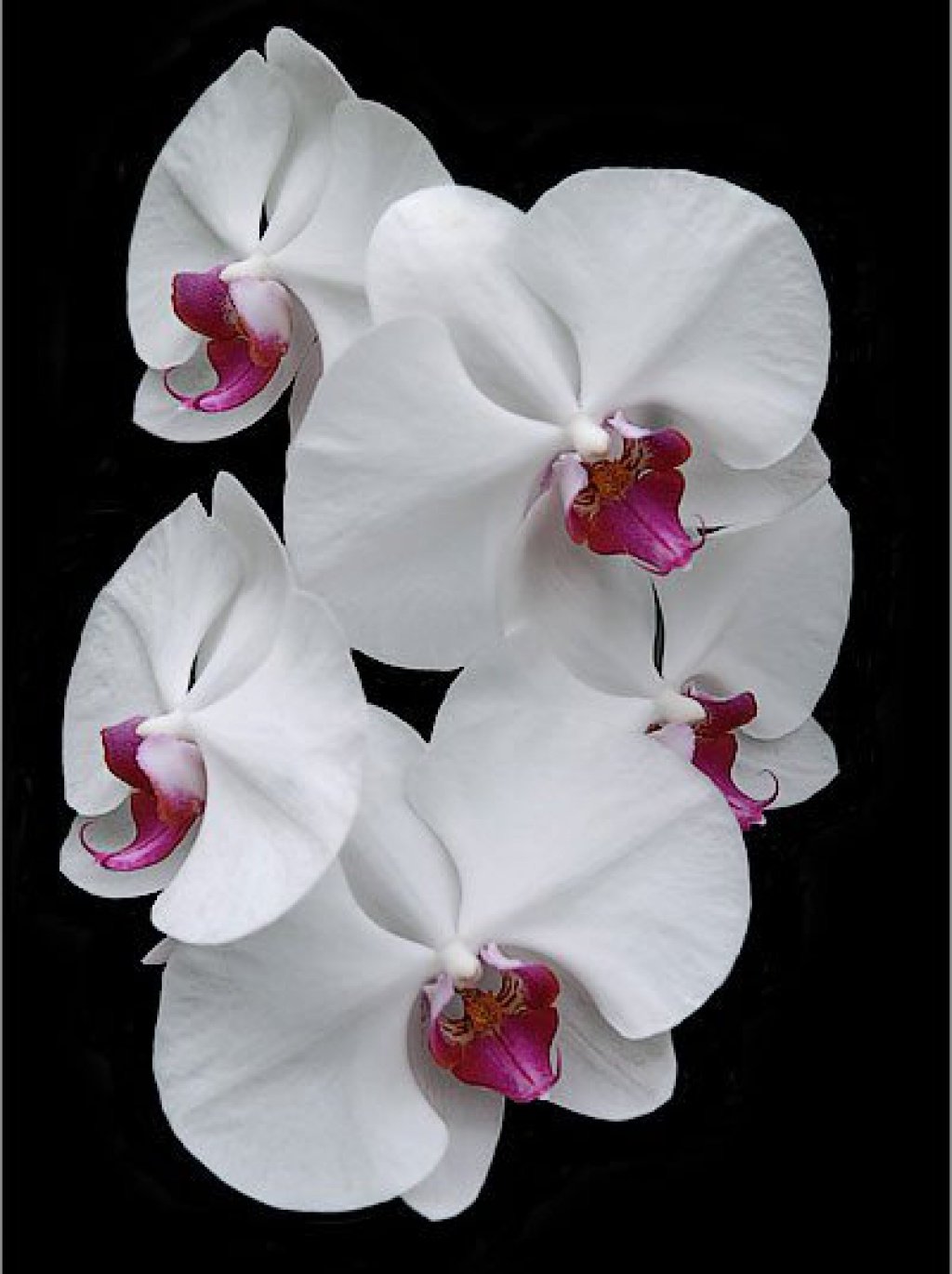 Жемчужина императора орхидея: подборка картинок