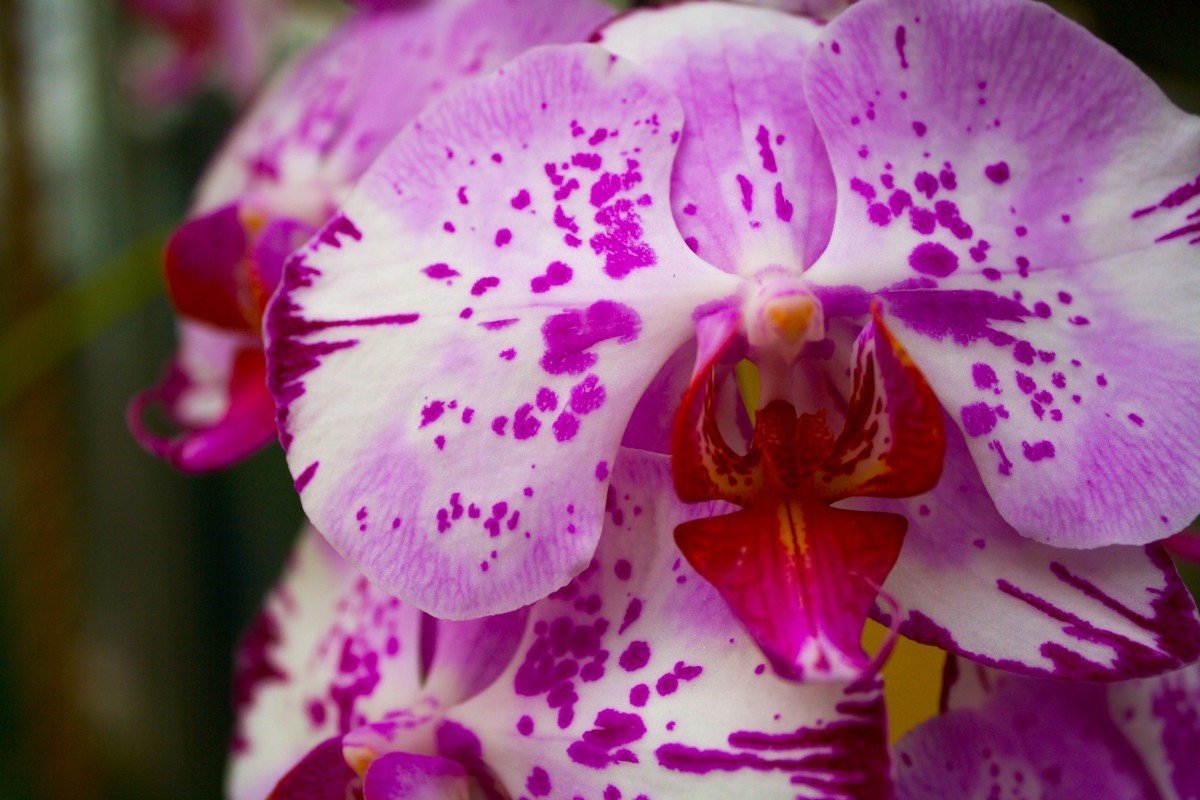 Орхидея претория (36 фото) - 36 фото