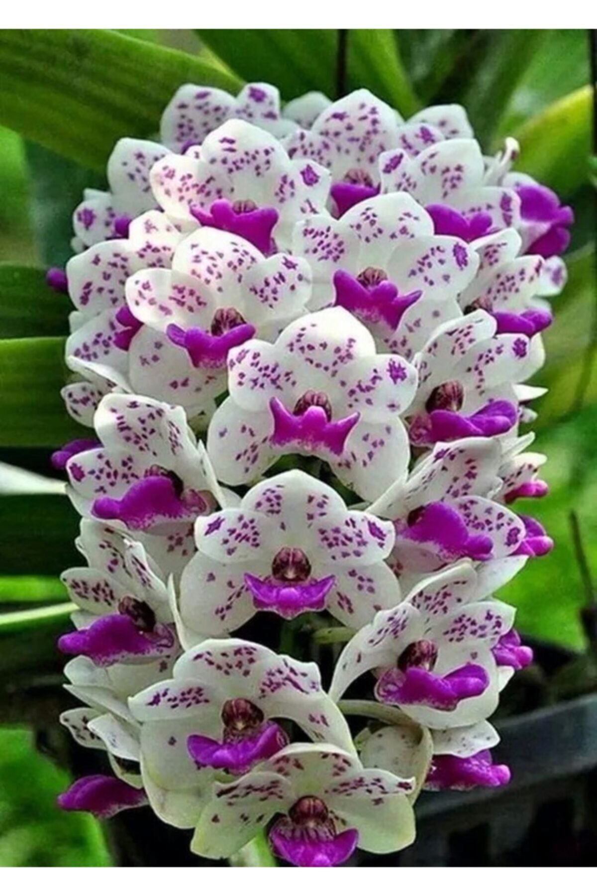 Орхидея Phal. Emperor Jewel - купить, доставка Украина