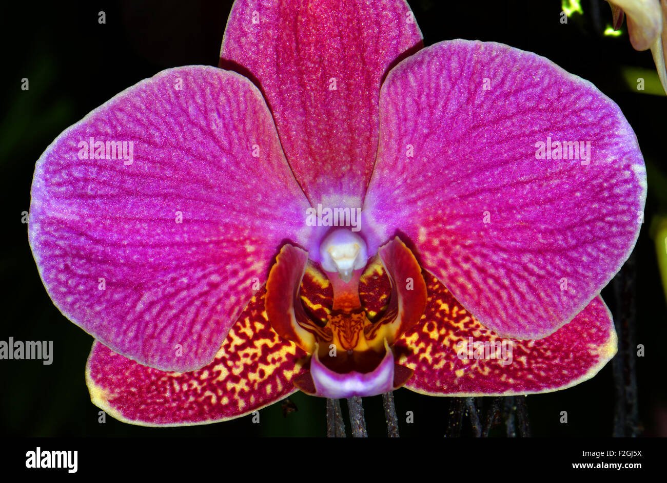 Орхидея джевел - 69 фото